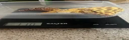 Leopard Gecko reptiles for sale: Male Leopard Gecko with Terrarium and equipment  - Advert 8
