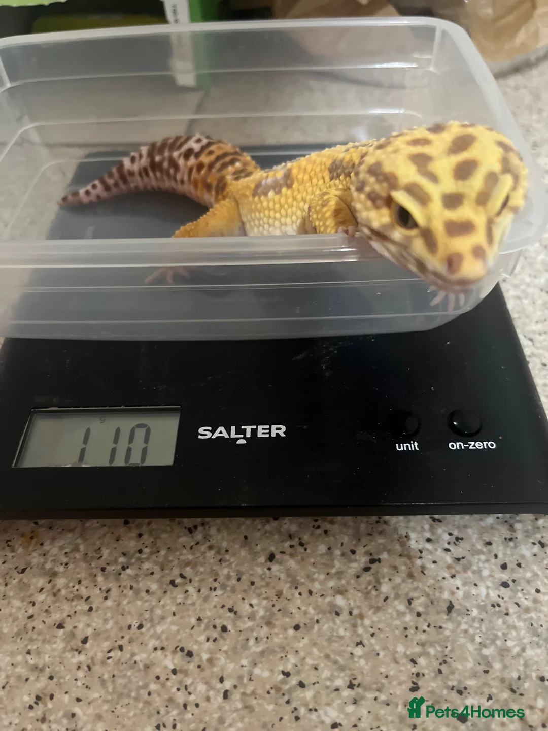 Leopard Gecko reptiles for sale: Male Leopard Gecko with Terrarium and equipment  - Advert 8