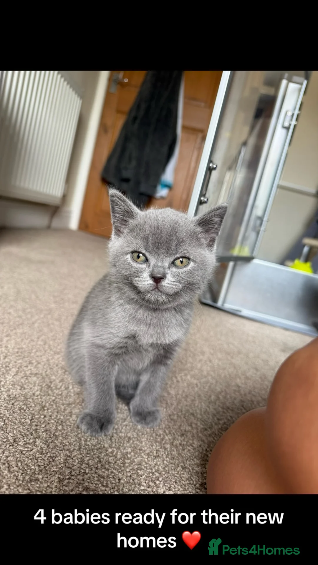 British Shorthair cats for sale: 3 Stunning British Shorthair Kittens Available - Advert 2
