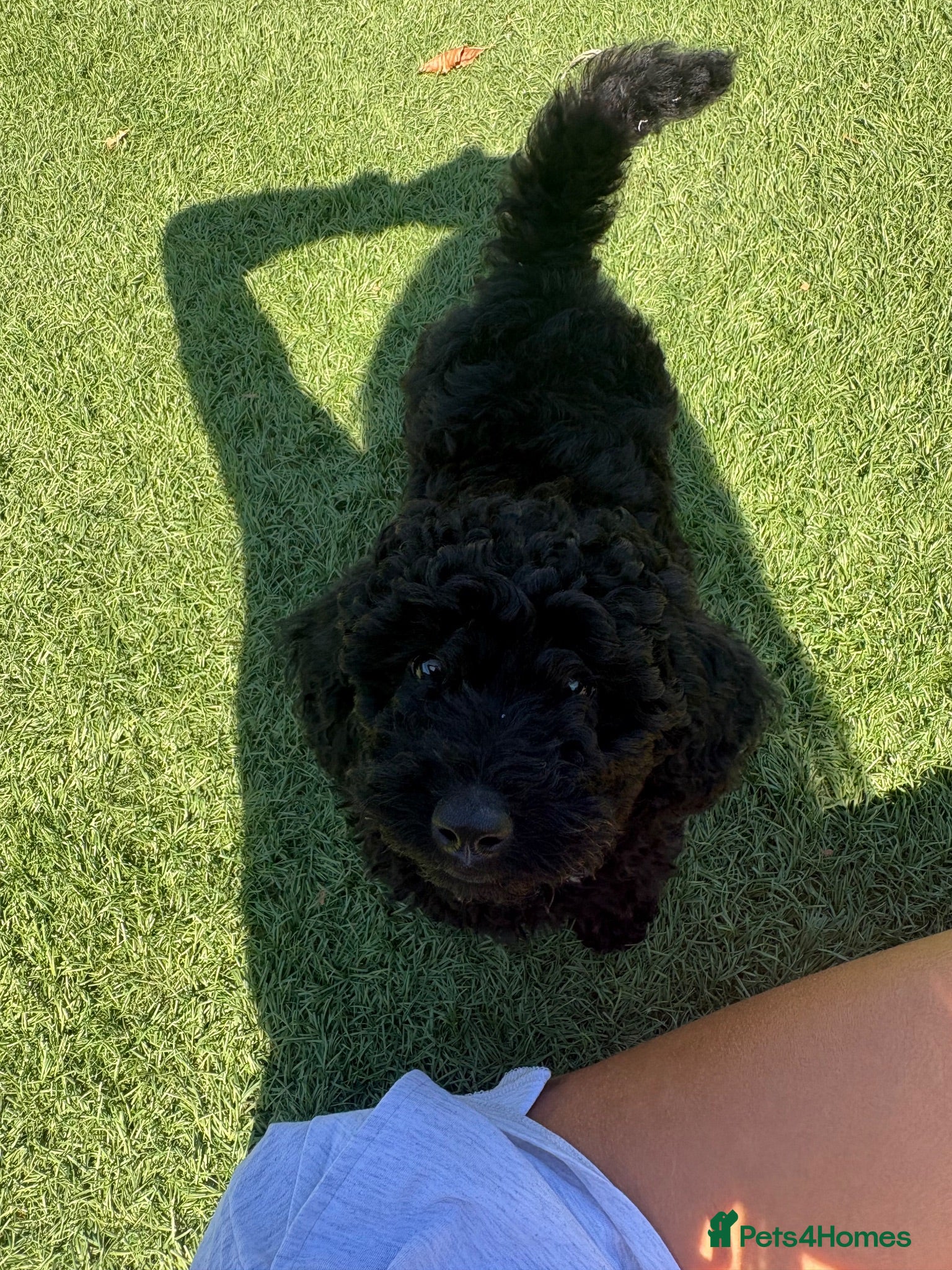 Mixed Breed dogs Beautiful toy x miniature poodles for sale 💙🩷💙 - Advert 2