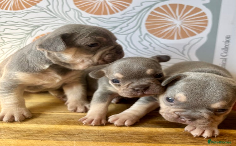 French Bulldog dogs - Advert 15