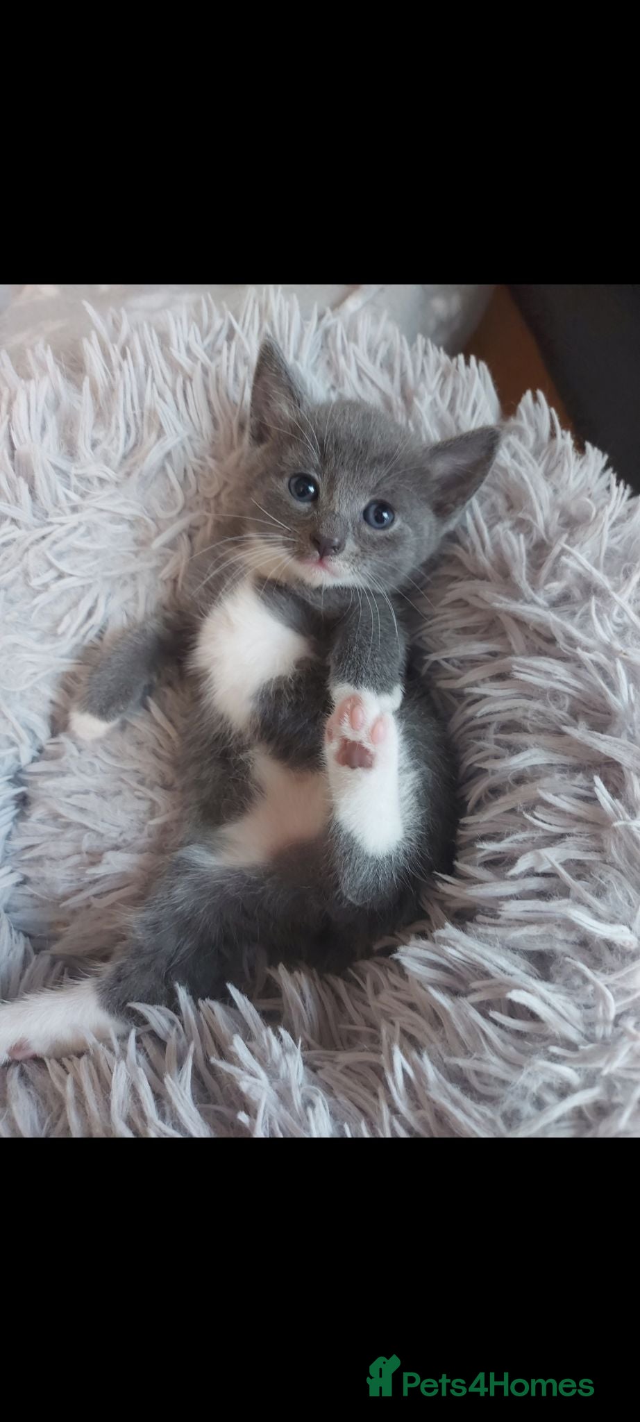 Mixed Breed cats 5 lovely kittens 😸 ♥️  - Advert 1