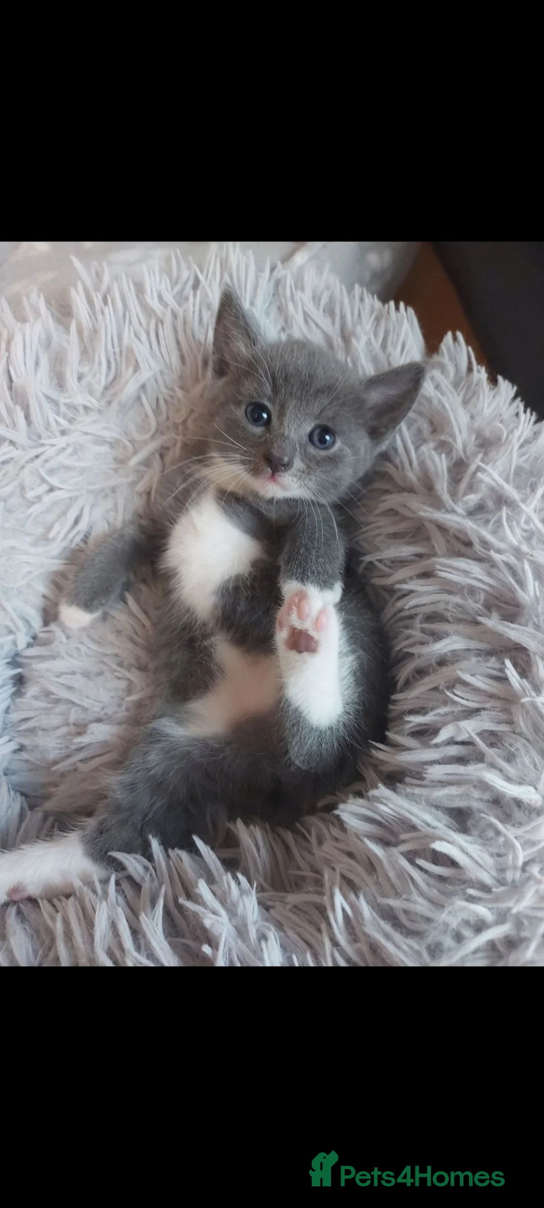 Mixed Breed cats for sale: 5 lovely kittens 😸 ♥️  - Advert 1