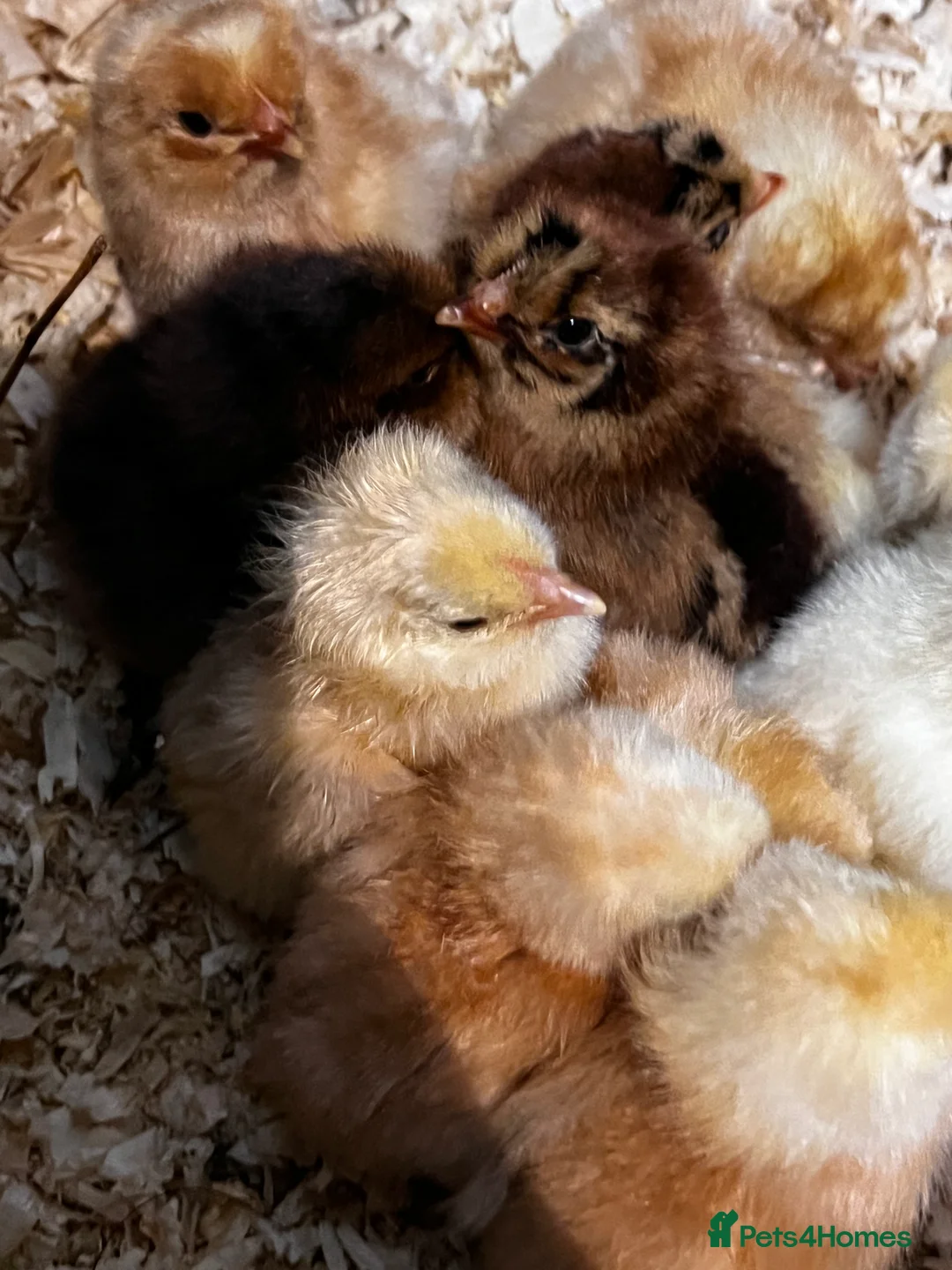 Mixed Breed poultry for sale: Fertile Hatching Eggs - Advert 1