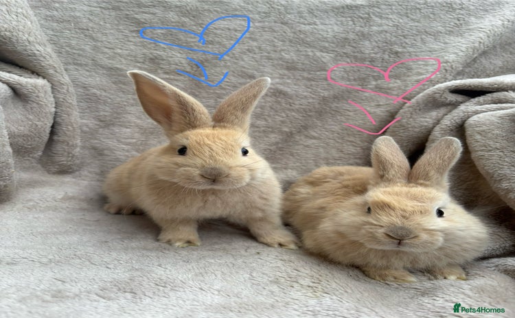 Mini Lop rabbits - Advert 15