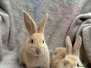 Mini Lop rabbits - Advert 17