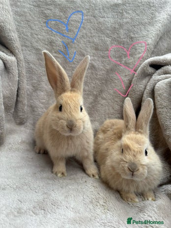 Mini Lop rabbits - Advert 14