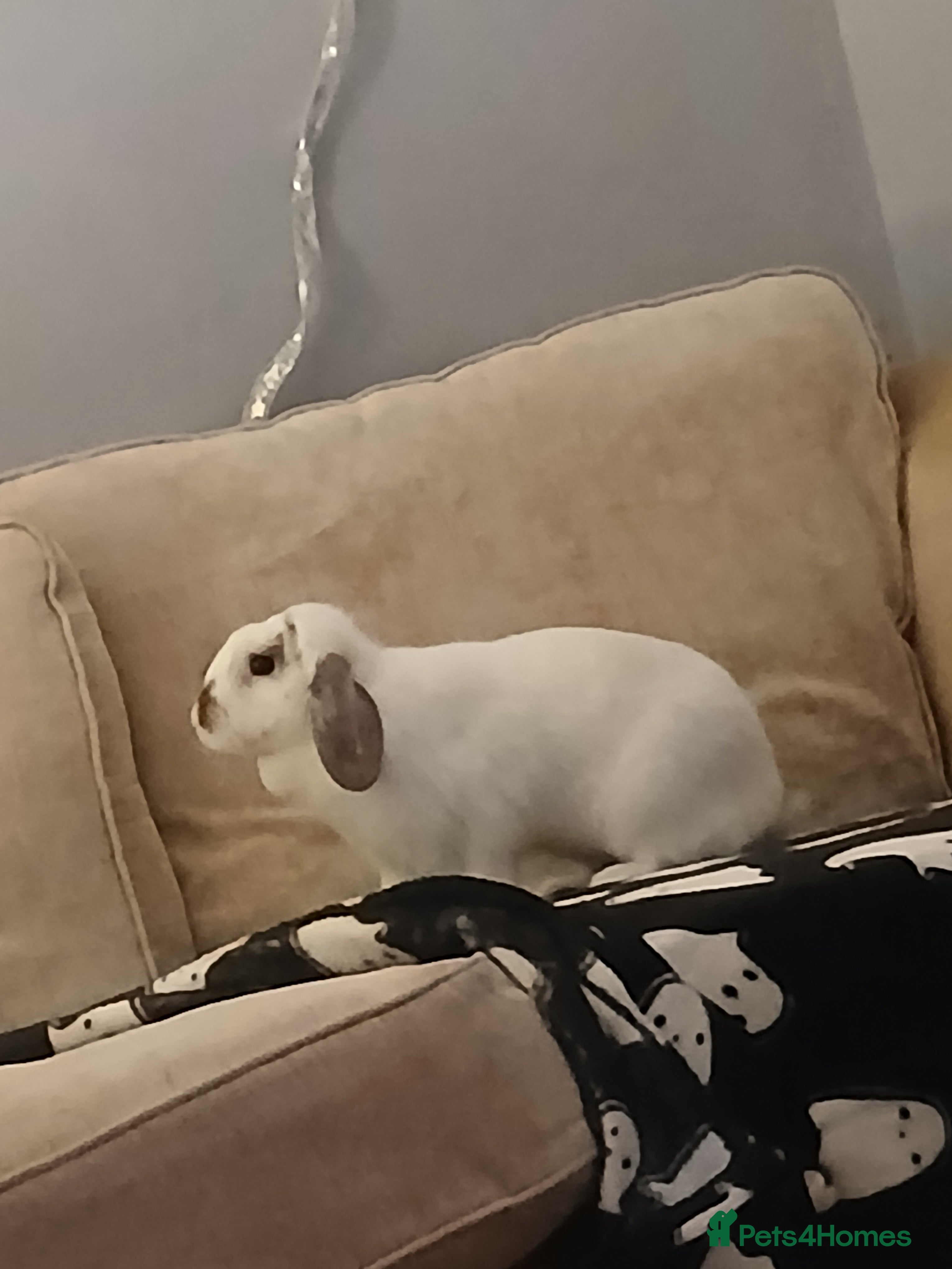 Mini Lop rabbits Malibu to a good home  - Advert 2