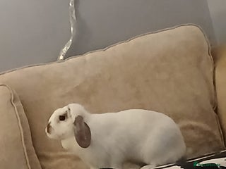 Mini Lop rabbits Malibu to a good home - Advert 6