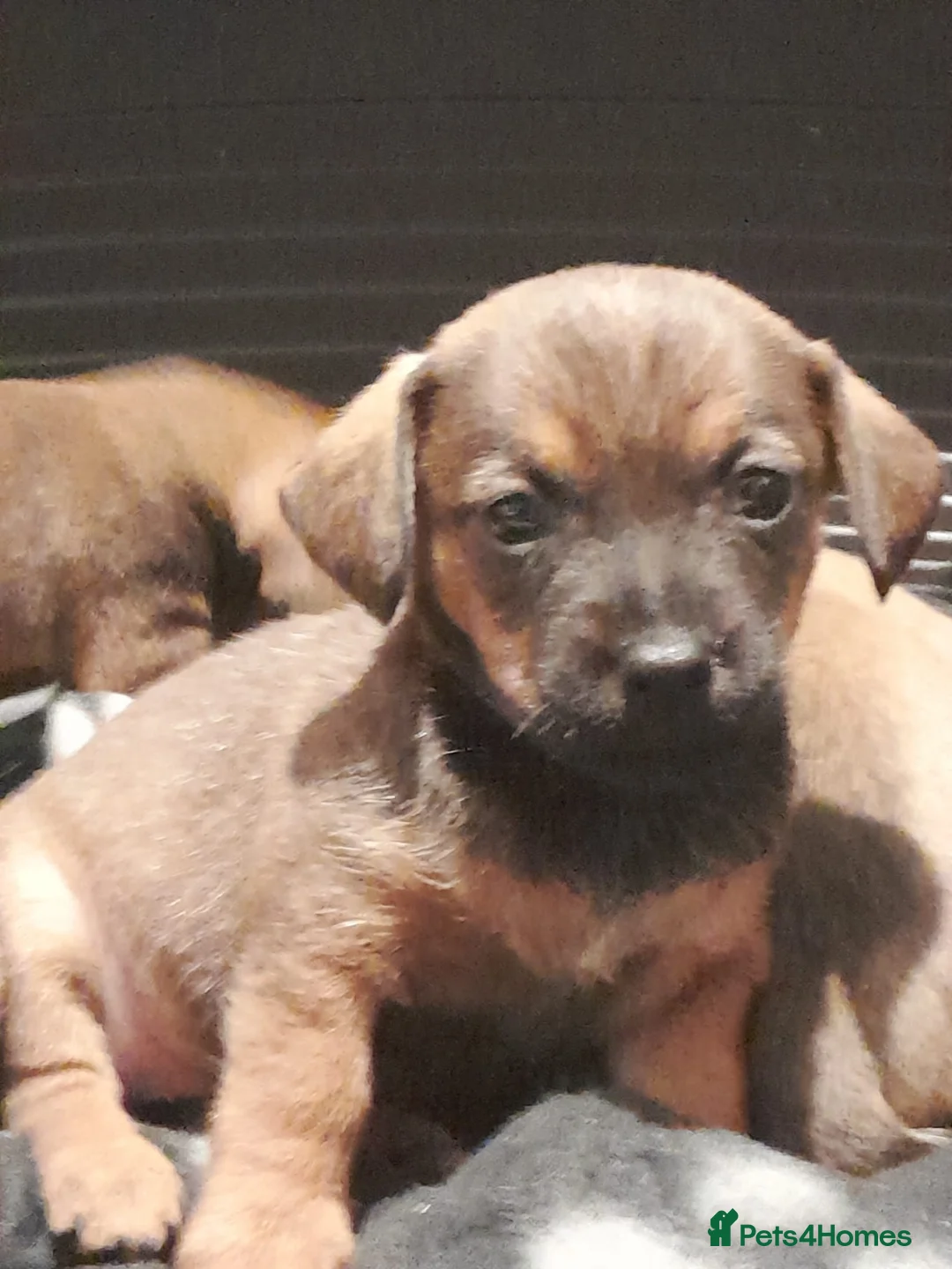 Mixed Breed dogs for sale: Cairn terriers - Advert 30