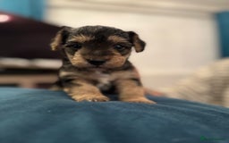 Mixed Breed dogs for sale: Adorable jackacavapoo puppies only 2 left  - Image 16
