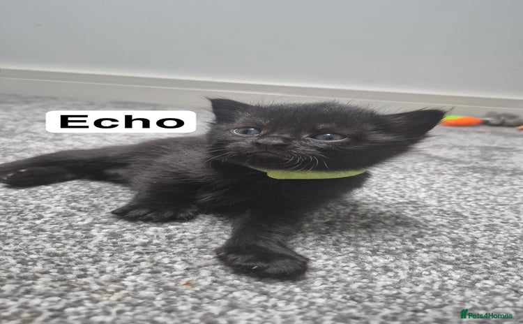 Domestic Shorthair cats - Advert 17