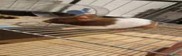Hamster rodents for sale: Female hamster  in Camborne - Advert 2