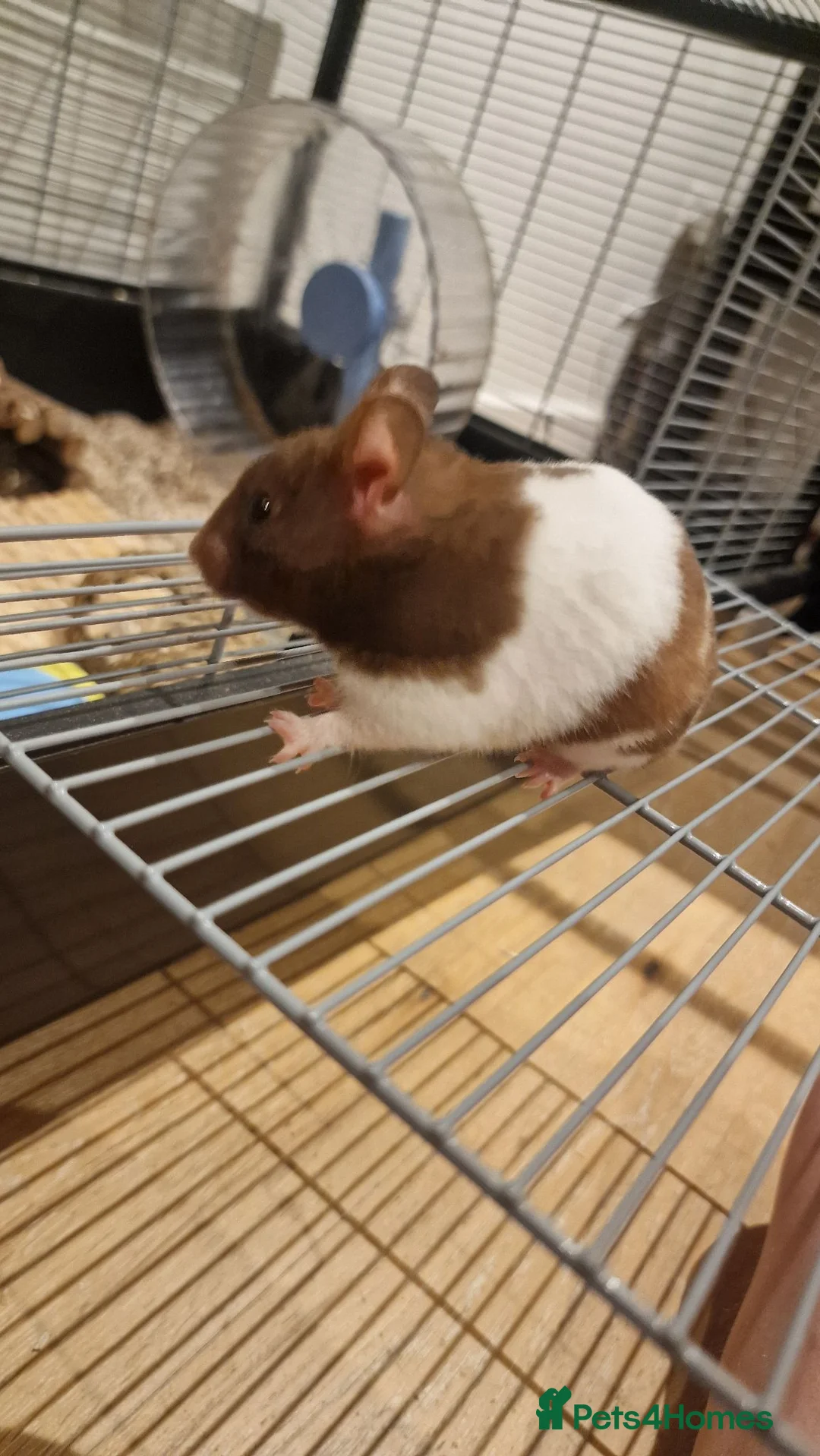 Hamster rodents for sale: Female hamster  in Camborne - Advert 2
