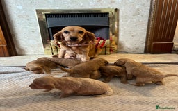 Cockapoo dogs for sale: Beautiful F1 cockapoos - Image 9