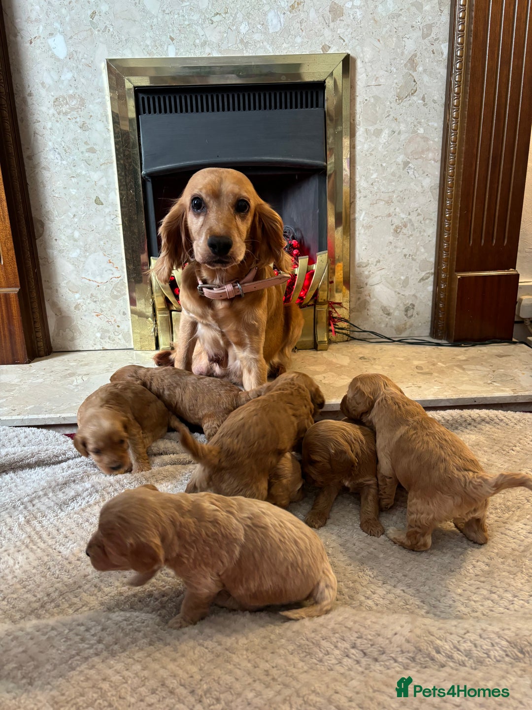 Cockapoo dogs for sale: Beautiful F1 cockapoos - Image 9