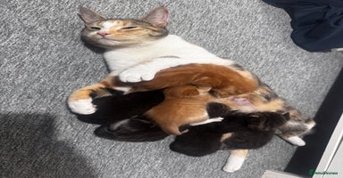 Mixed Breed cats - Advert 2