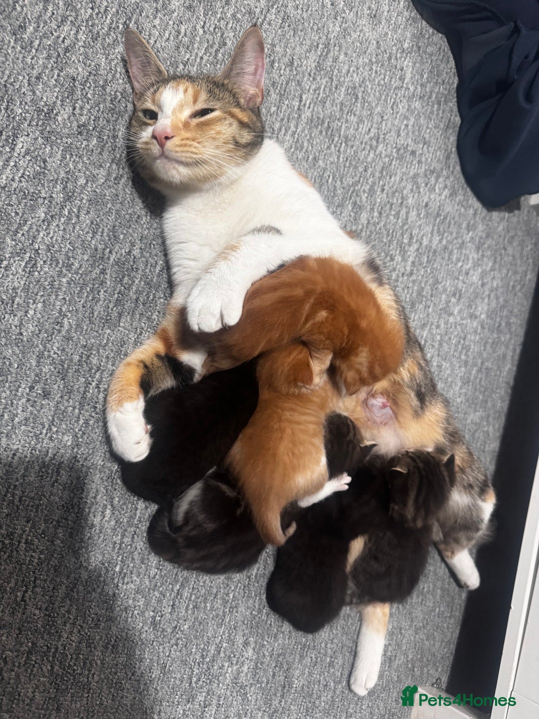 Mixed Breed cats for sale: Kittens for Sale – Litter Trained & Wormed flead - Image 2