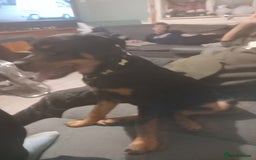 Rottweiler dogs for sale: Rotweiller girl for sale - Image 1