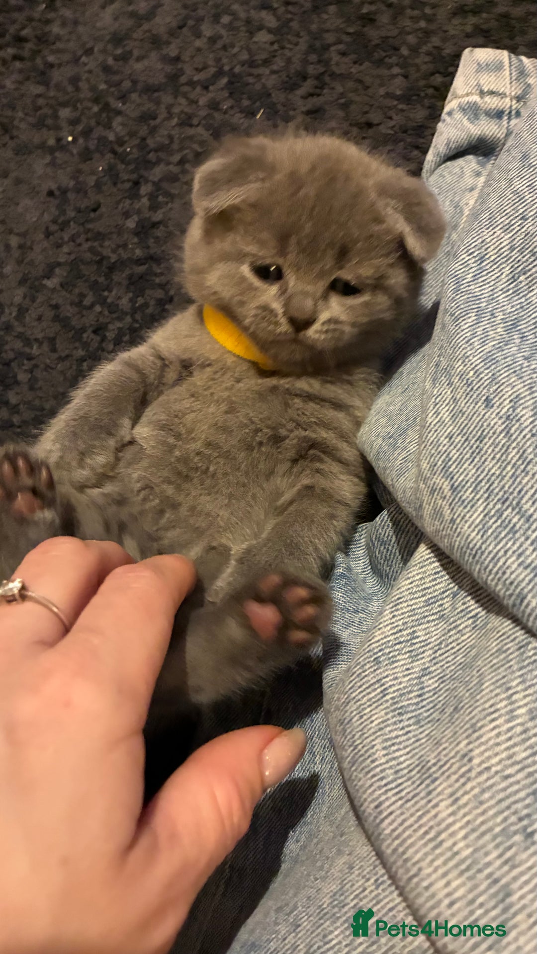 Scottish Fold cats for sale: 6 beautiful Scottish fold kittens - Advert 14