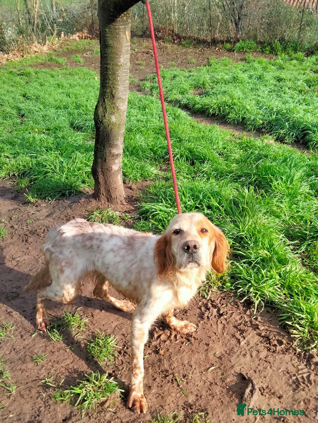 English Setter dogs for adoption: Ali   - Advert 6