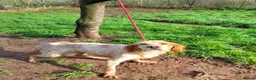 English Setter dogs for adoption: Ali   - Advert 6