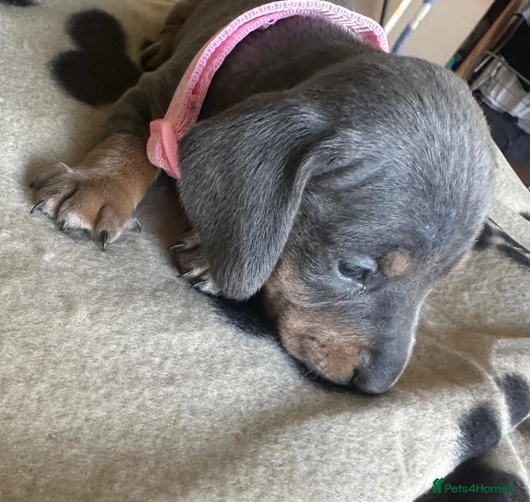 Miniature Dachshund dogs for sale: Gorgeous Miniature Sausages 💖  - Advert 2