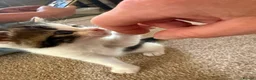 Mixed Breed cats for sale: Beautiful Female Kittens – Ready to Leave 19/06 in Holt - Advert 15