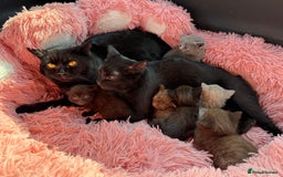 British Shorthair cats for sale: 3 male and 3 female kittens and mother  - Image 9
