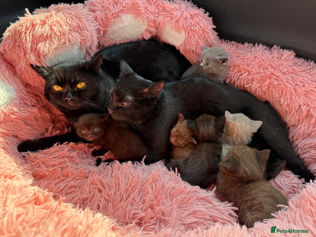 British Shorthair cats for sale: 3 male and 3 female kittens and mother  - Image 9