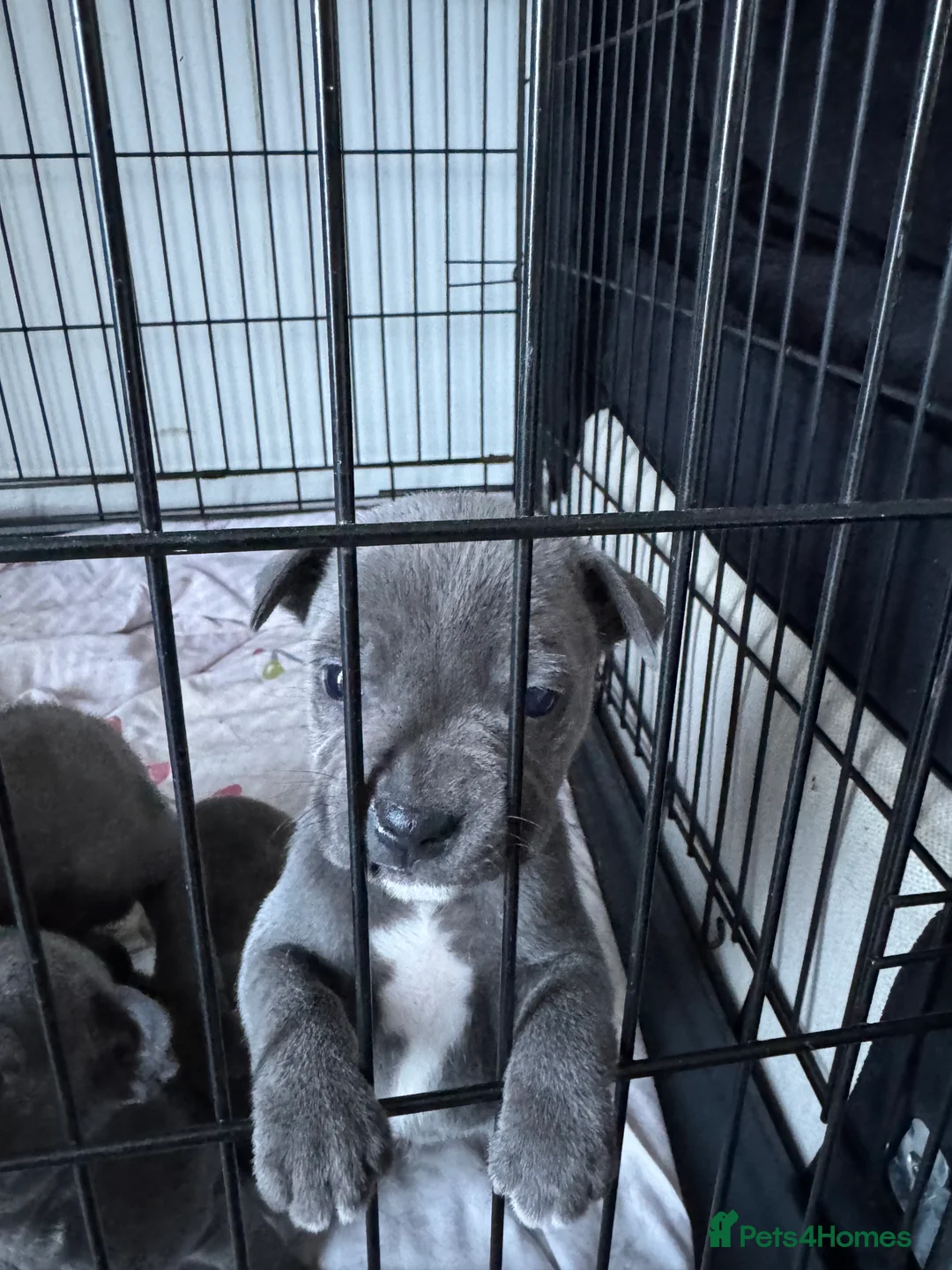 Staffordshire Bull Terrier dogs for sale: Staffy puppys - Advert 3