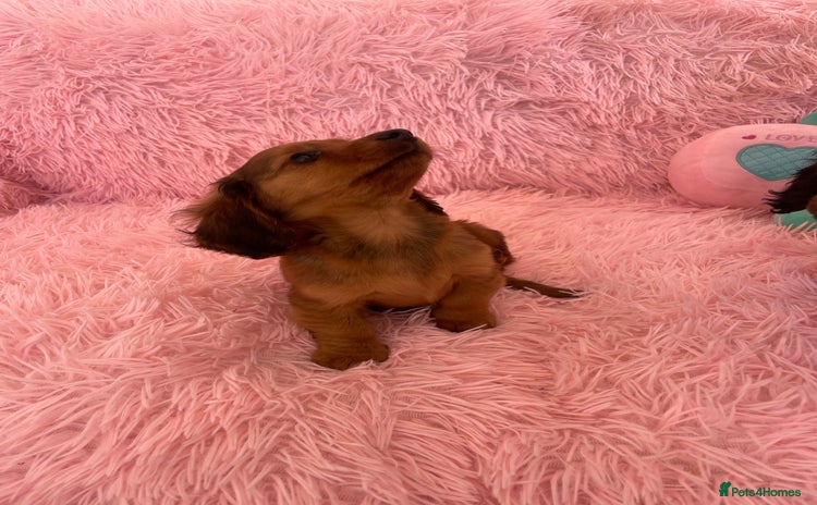 Miniature Dachshund dogs - Advert 2