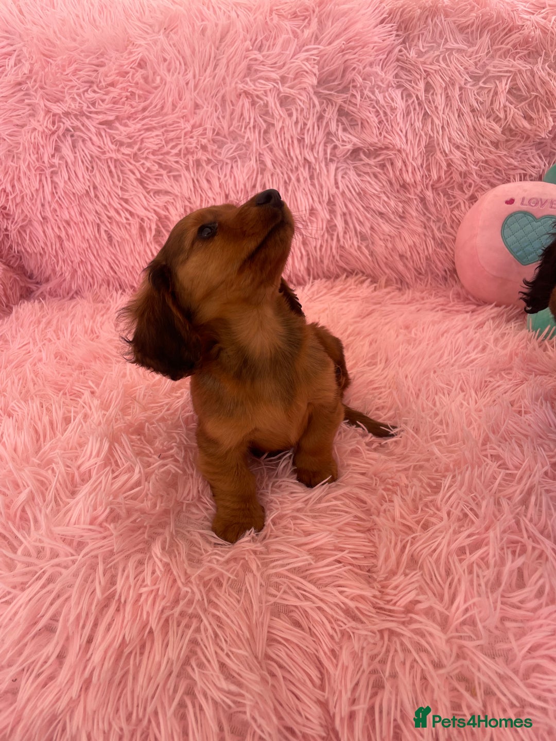 Miniature Dachshund dogs for sale: Dachshund - Image 1