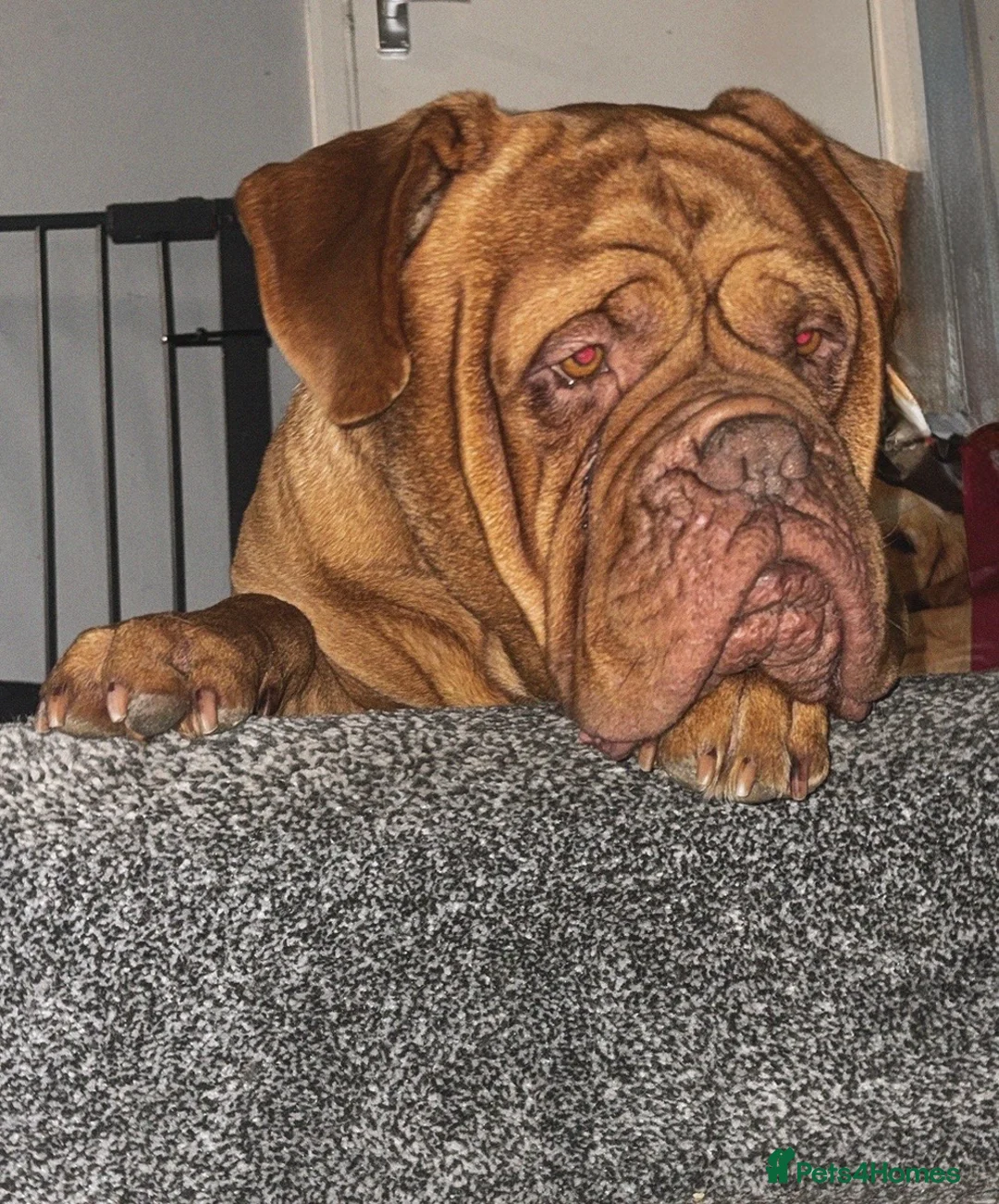 Mastiff dogs for sale: Ronnie  - Advert 2
