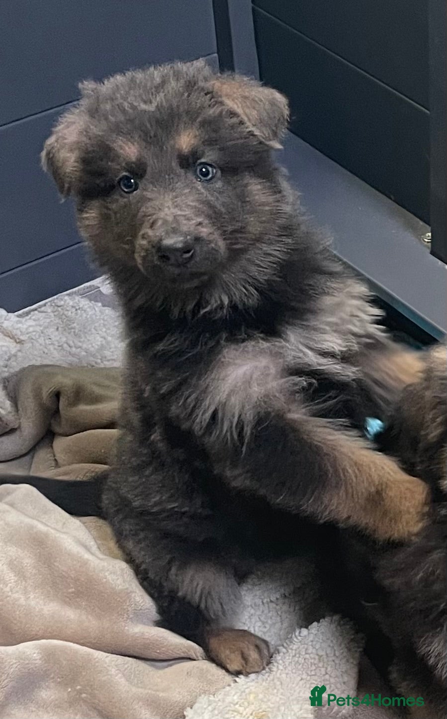 German Shepherd dogs Health tested straight back, long coat puppies  - Advert 1