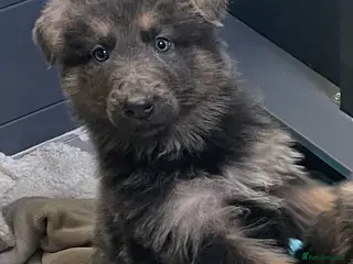 German Shepherd dogs Health tested straight back, long coat puppies - Advert 1