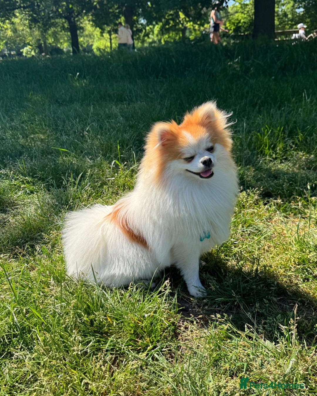 Pomeranian dogs for stud: Lover boy Romeo  - Advert 11