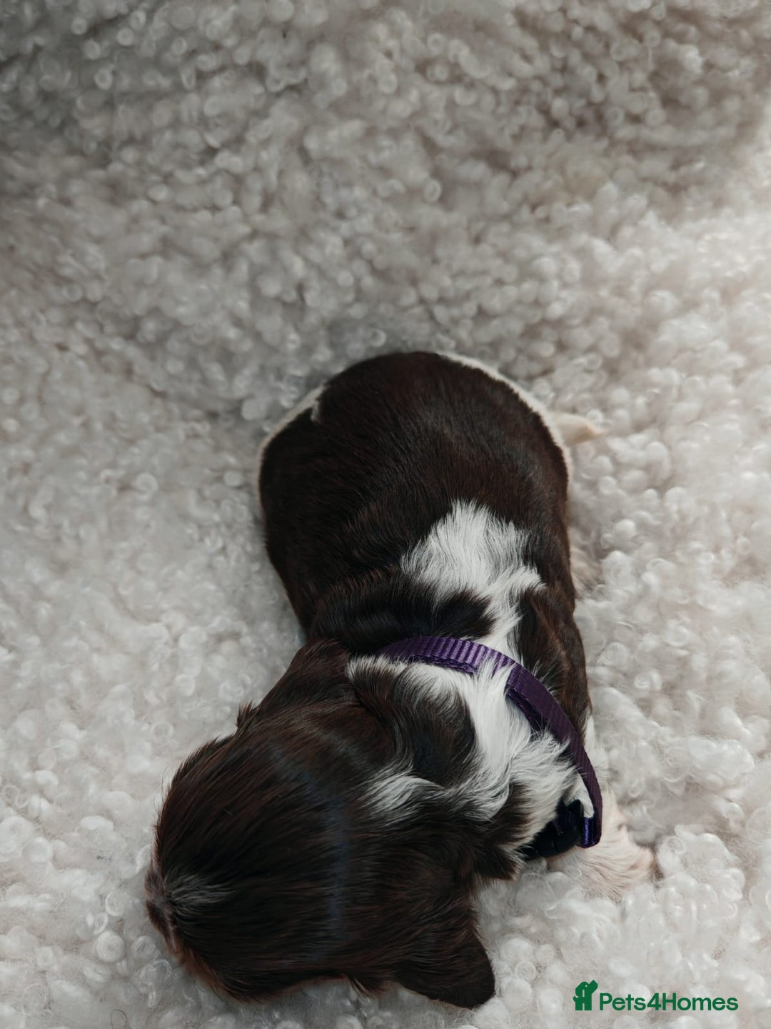 Cocker Spaniel dogs for sale: Kc show cocker spaniel puppies  - Image 15