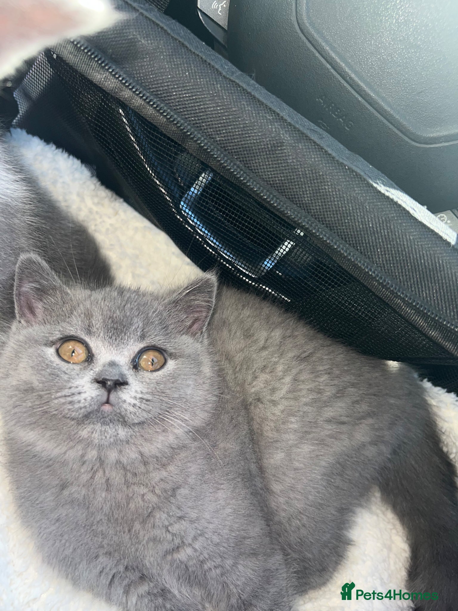 British Shorthair cats     Beautiful BSH Kittens GCCF Reg,Champion Sired  - Advert 1