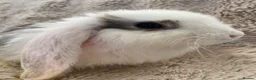 French Lop rabbits for sale: French lops looking for their forever home 🏡 - Advert 3