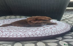 Shih Tzu dogs for stud: Imperial shitz for stud - Image 8