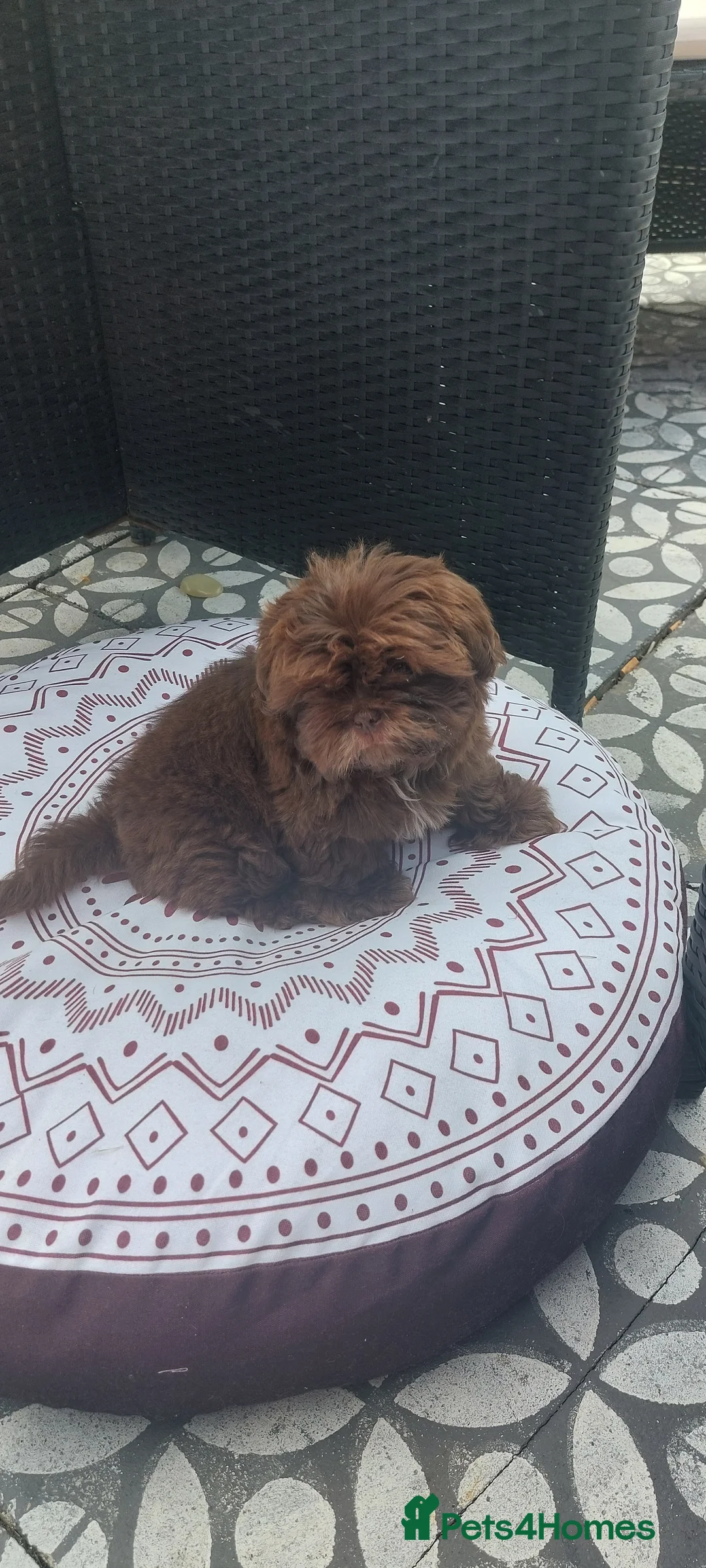 Shih Tzu dogs for stud: Imperial shitz for stud - Advert 9