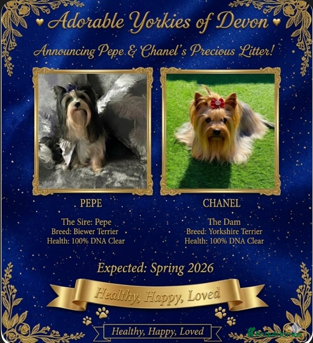 Mixed Breed dogs (LITTER ANNOUNCEMENT) Yorkshire/Biewer Terriers - Advert 1