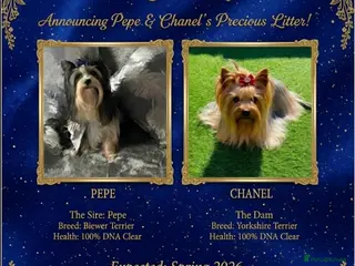 Mixed Breed dogs (LITTER ANNOUNCEMENT) Yorkshire/Biewer Terriers - Advert 1