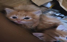 Mixed Breed cats for sale: 2 Beautiful Ginger Male Kittens.  - Image 11