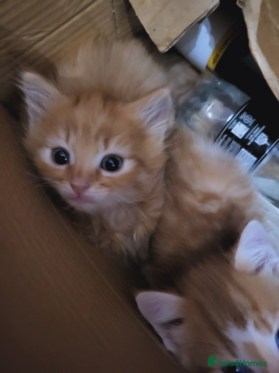 Mixed Breed cats for sale: 2 Beautiful Ginger Male Kittens.  - Image 11