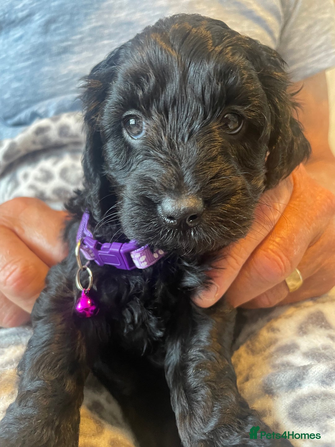 Cavapoo dogs for sale: Quality cavapoo puppies  - Image 9