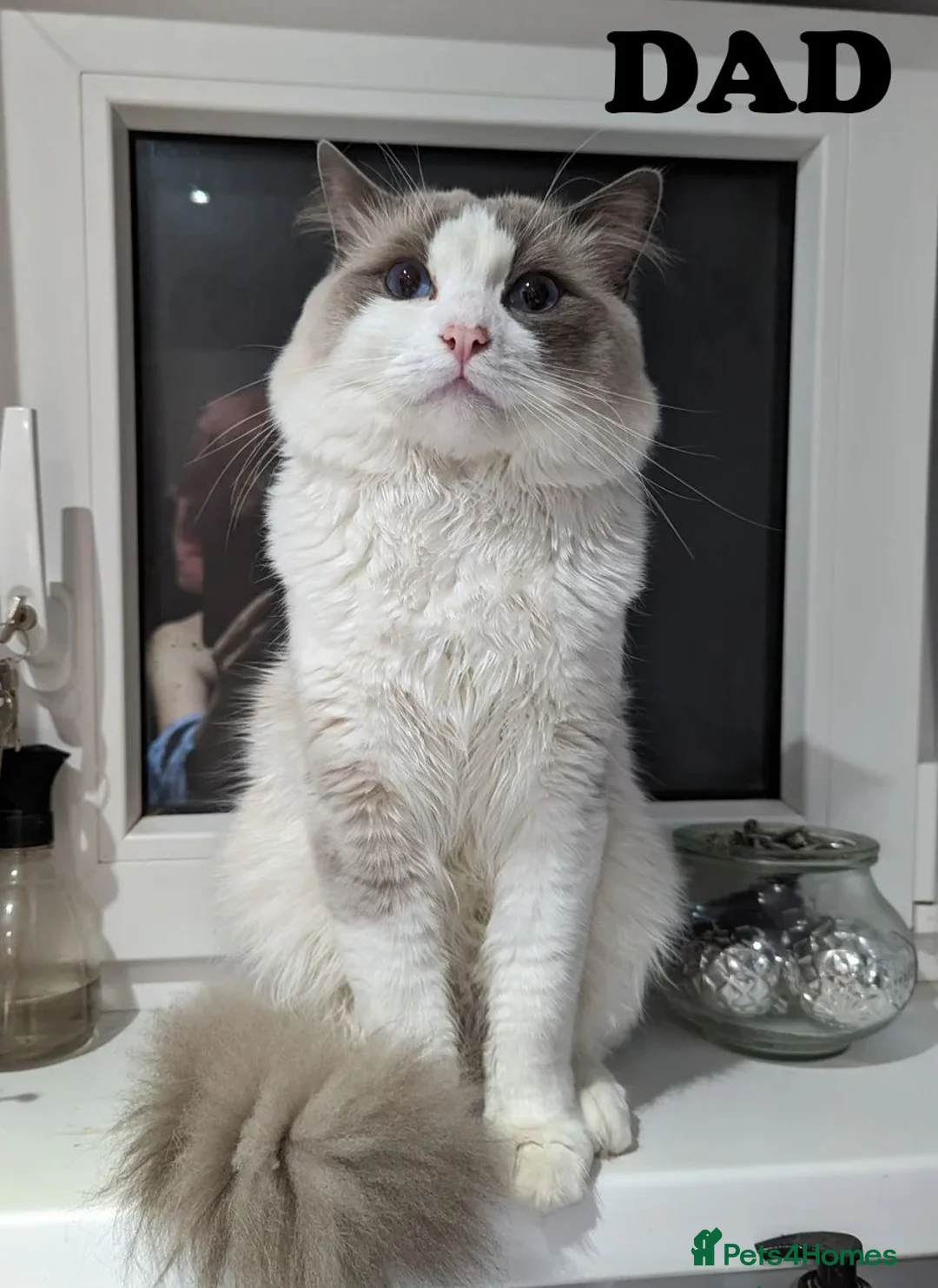 Turkish Angora cats for sale: Affectionate 6mo Female Ragdoll x Turkish Angora in Worthing - Advert 7