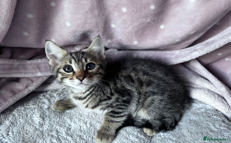 Mixed Breed cats - Advert 5