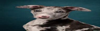 Italian Greyhound Puppy 2